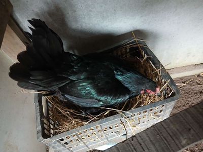 Mái xanh 2k3. Mua bán Gà tại Huyện Long Hồ Vĩnh Long được đăng bởi Nh