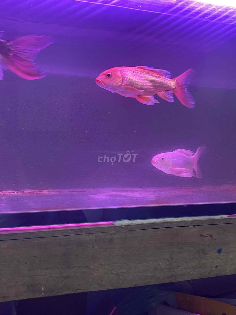 cặp phi tần trắng đỏ >20cm. Mua bán Thú cưng khác tại Quận Liên Chiểu Đà Nẵng được đăng bởi Thanhnguyn hình 1