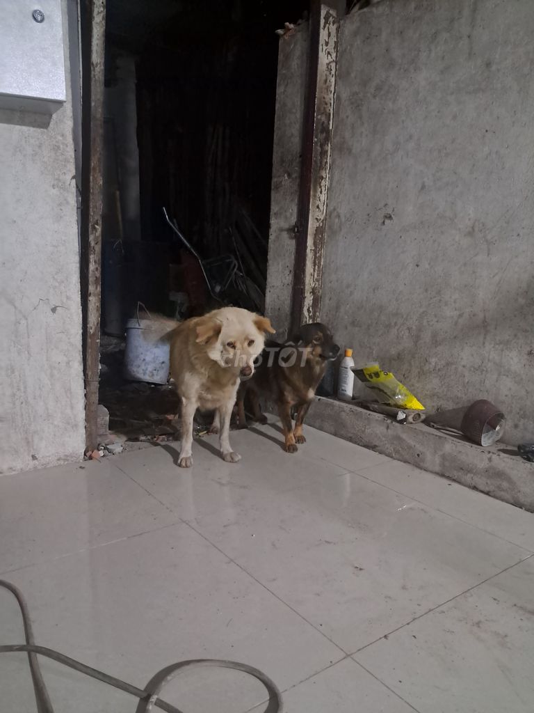 Tặng 5 em chó cho người cần nuôi