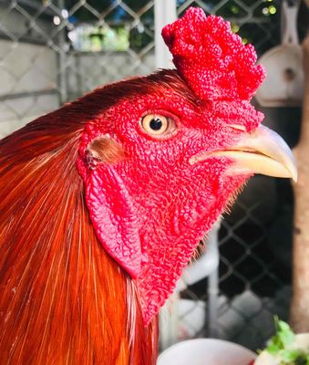 Điều 3,7kg mùa lỡ!. Mua bán Gà tại Thành phố Rạch Giá Kiên Giang được đăng bởi Đức Bảo Trần