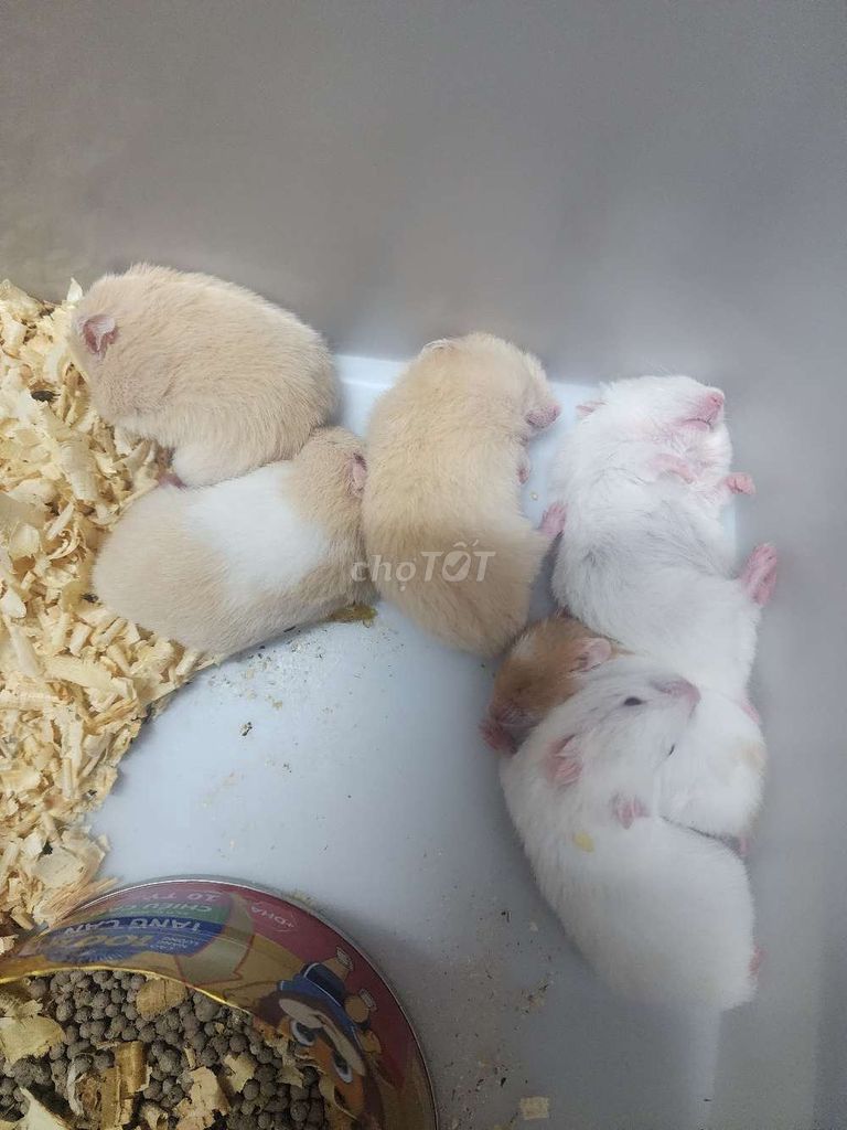 Chuột Hamster 1 tháng tuổi. Mua bán Thú cưng khác tại Huyện Bình Chánh Tp Hồ Chí Minh được đăng bởi Nguyễn Tuấn  hình 1