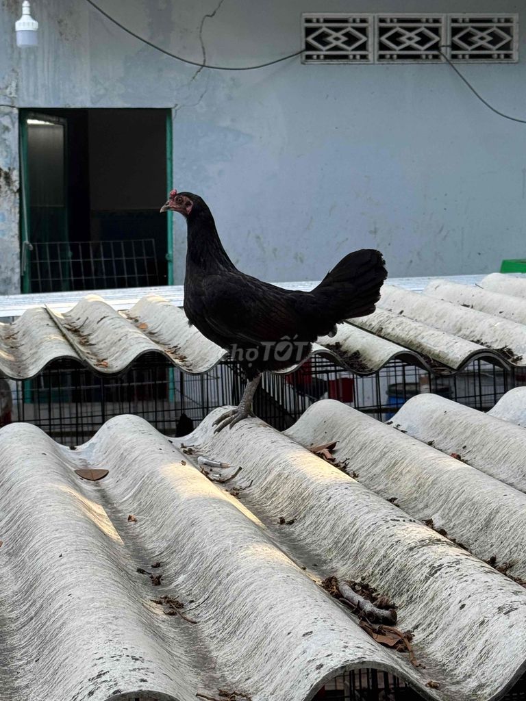 Gà Cuban Jap Đen. Mua bán Gà tại Thành phố Thuận An Bình Dương được đăng bởi A Thành hình 1