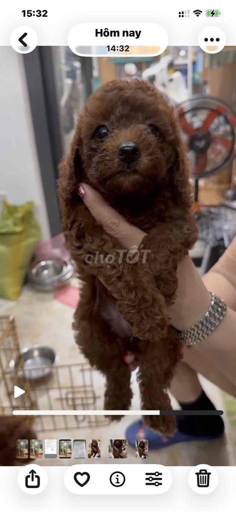 Poodle nâu đỏ. Mua bán Chó tại Thành phố Vũng Tàu Bà Rịa - Vũng Tàu được đăng bởi Lượm Dog Shop hình 5