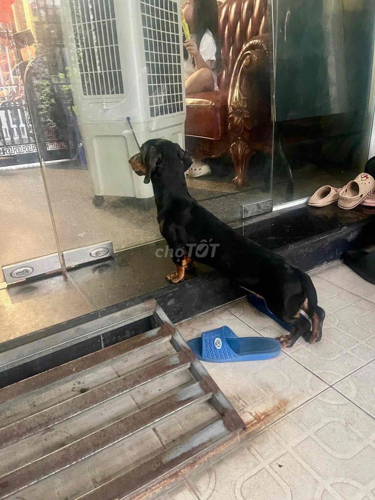 Chó Lạp xưởng Đực. Mua bán Chó tại undefined Tp Hồ Chí Minh được đăng bởi Dương Minh Tú hình 1
