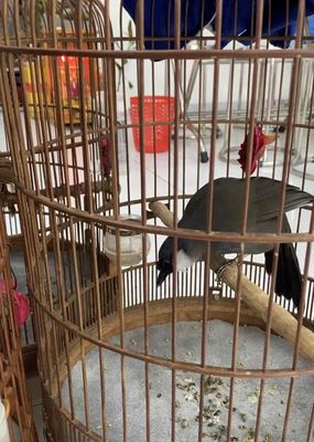 thanh lí khuu thuần ktl. Mua bán Chim tại Thành phố Thuận An Bình Dương được đăng bởi Trai Huế 