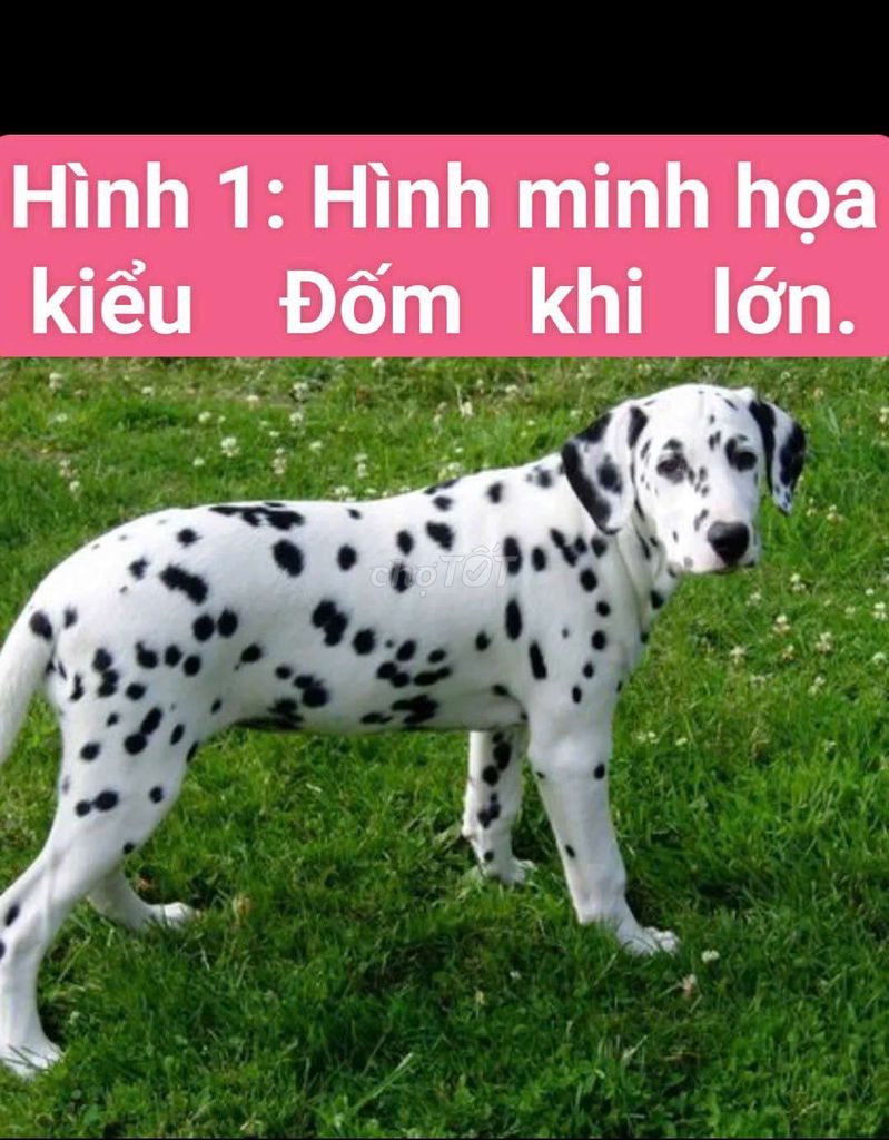 Chó Đốm nhỏ lớn lên đẹp như con Hình 1 minh hoạ. Mua bán Chó tại Huyện Củ Chi Tp Hồ Chí Minh được đăng bởi Nguyễn Huy hình 1