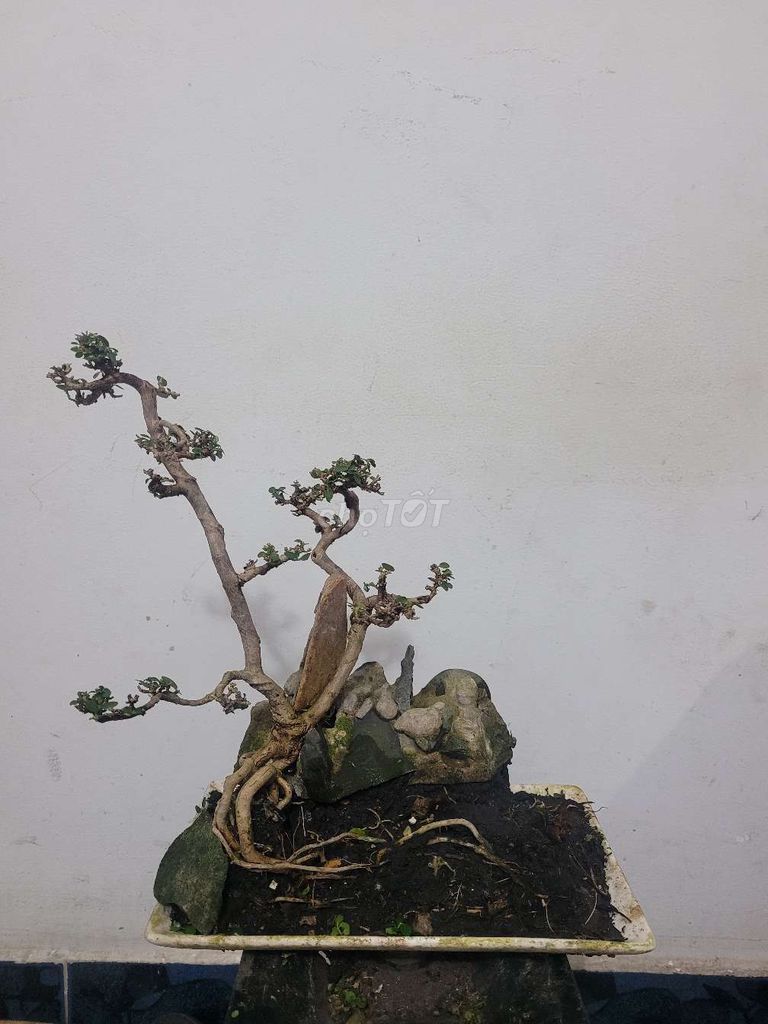 Bonsai Hương Sam -
Đĩa chữ nhật 15×24 cm