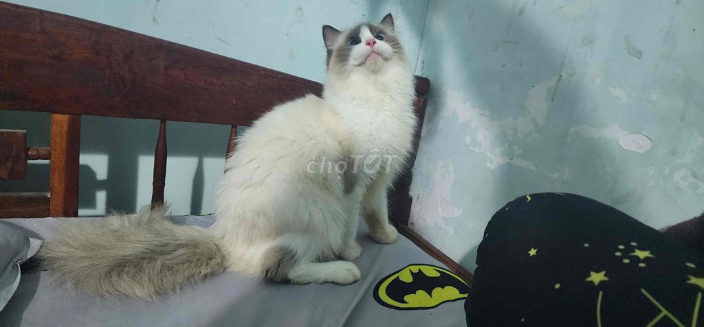 ragdoll đực bao thuần