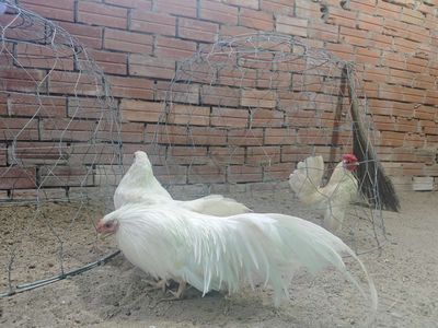 Gà Tre Tân Châu Nhạn. Mua bán Gà tại Huyện Càng Long Trà Vinh được đăng bởi Trường Thịnh Nguyễn