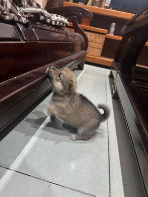 Bán chó con 1 tháng tuổi