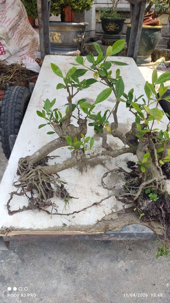 Cây cảnh Hoa dành dành Bonsai. Mua bán Cây cảnh, đồ trang trí tại Huyện Thăng Bình Quảng Nam được đăng bởi Nam hình 1