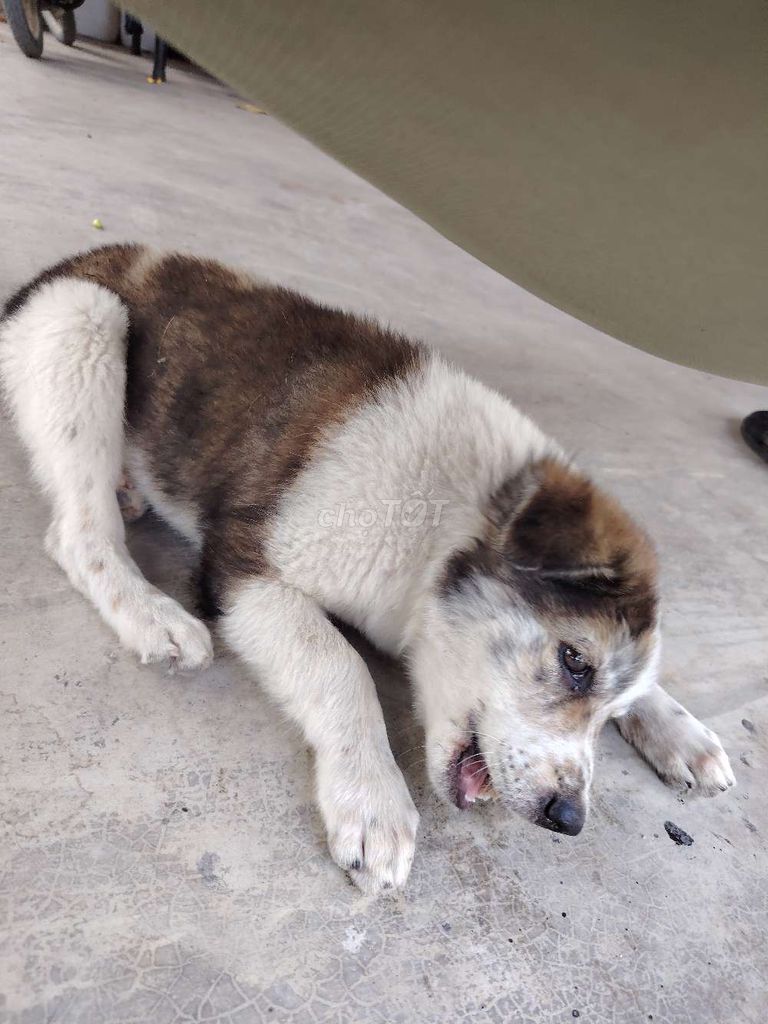 Chó Nâu trắng. Mua bán Chó tại Huyện Vũng Liêm Vĩnh Long được đăng bởi ngocpham hình 1