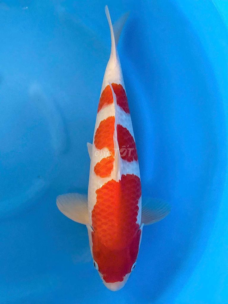Cá chép Koi Kohaku 45-50cm Dainichi Nhật Bản. Mua bán Thú cưng khác tại Quận 12 Tp Hồ Chí Minh được đăng bởi Gin Koi Farm hình 1