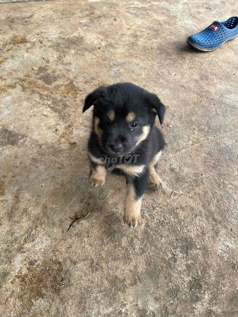 Chó Cỏ cái Đen vàng. Mua bán Chó tại Thành phố Pleiku Gia Lai được đăng bởi long hình 1