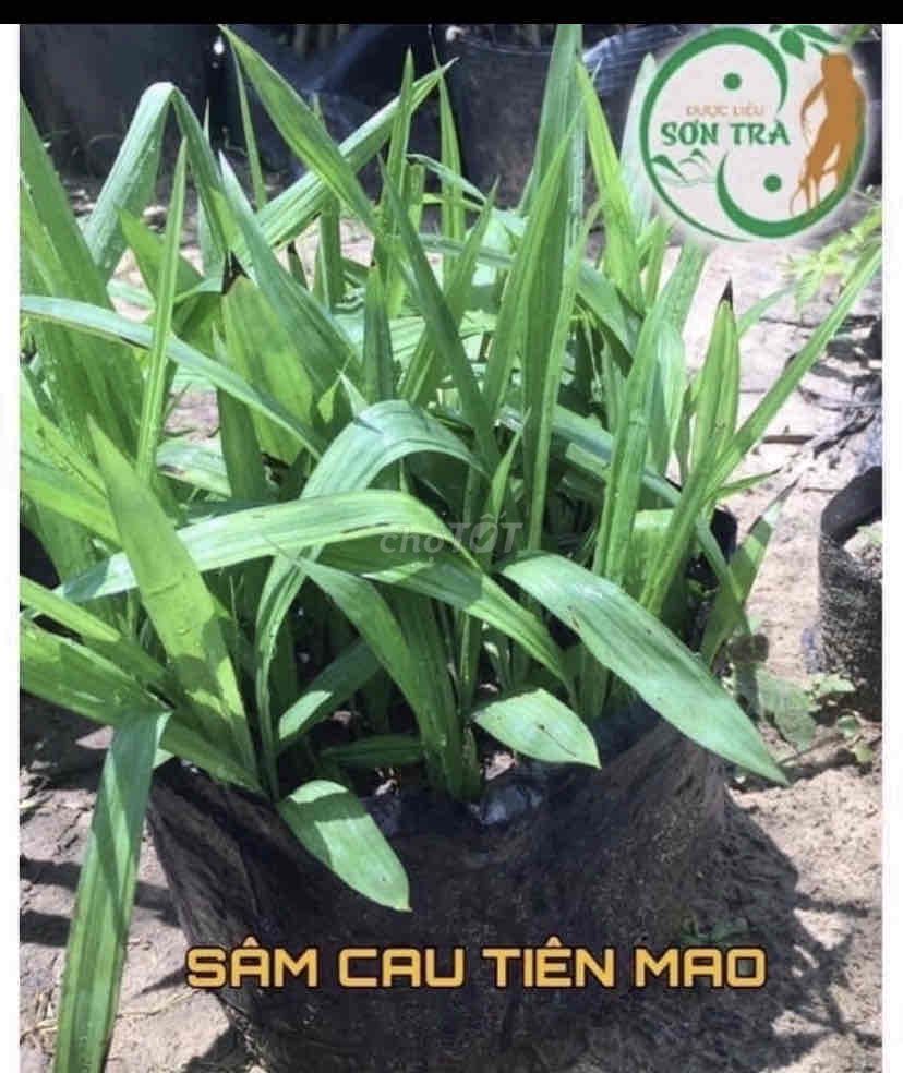 sâm cau -dùng tốt cho SK