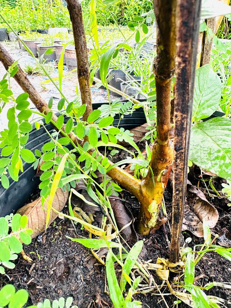 cây ổi nữ hoàng gốc trung cây cao 1m2 có trái. Mua bán Đồ chuyên dụng, Giống nuôi trồng tại Quận Gò Vấp Tp Hồ Chí Minh được đăng bởi Vườn Kiểng Nhà Nị Ny hình 6