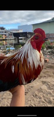 Gà kiểng Đực 2.65kg. Mua bán Gà tại Thành phố Cà Mau Cà Mau được đăng bởi bắc thiện
