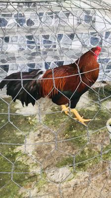 trống tơ việt lai nồi 2.7 2.8kg trên 78 tháng gà. Mua bán Gà tại Huyện Mang Thít Vĩnh Long được đăng bởi Hưng Quoc