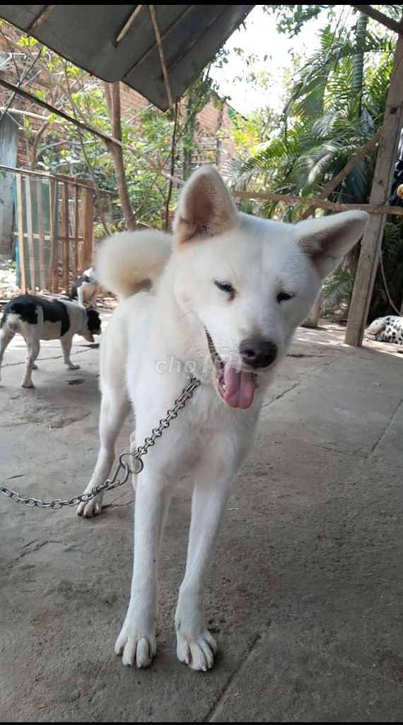 Chó Akita Inu Nhật trắng tuyết,quốc khuyển NhậtBản