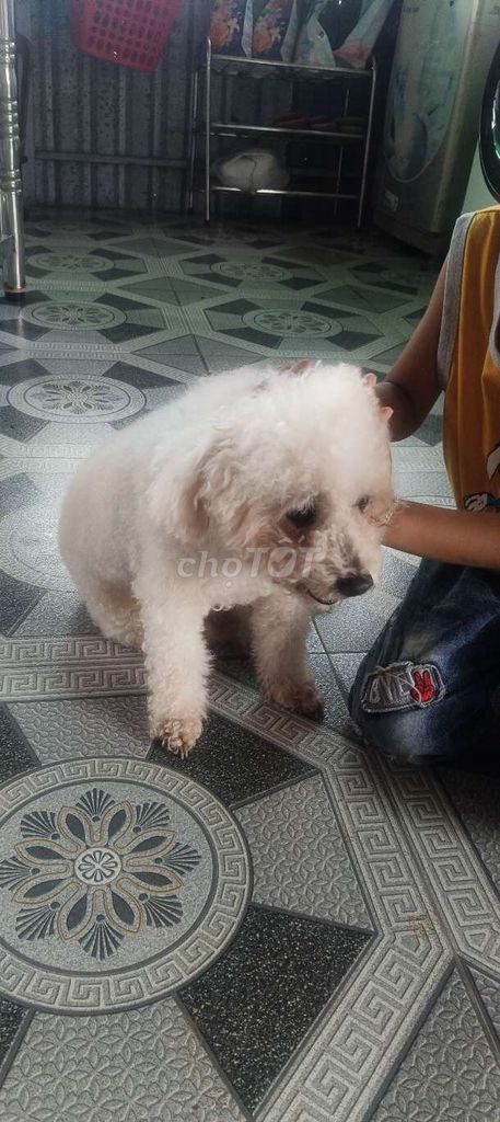 poodle 4 tuổi. Mua bán Chó tại Huyện Kế Sách Sóc Trăng được đăng bởi bảo hình 1