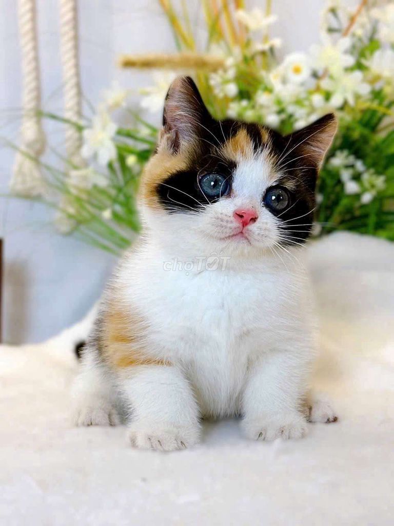 Mèo Munchkin, mèo tam thể cần tìm chủ