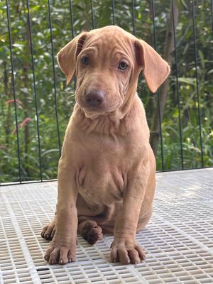 mặt nhăn. Mua bán Chó tại Huyện Trảng Bom Đồng Nai được đăng bởi Hương