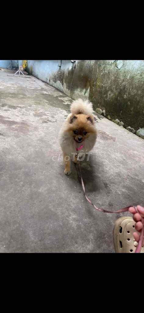 Chó Phốc Sóc Nâu vàng. Mua bán Chó tại Thành phố Huế Thừa Thiên Huế được đăng bởi Nguyennhan hình 1