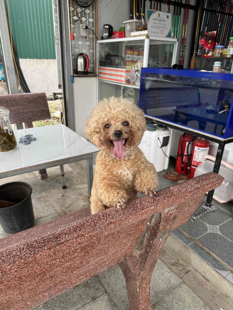 Chó Poodle nâu vàng 11 tháng. Mua bán Chó tại Huyện Cẩm Giàng Hải Dương được đăng bởi Đào Thị Phương hình 1