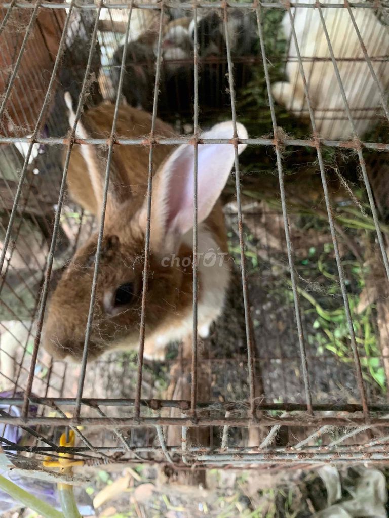 Thỏ giống đực màu Nâu. Mua bán Thú cưng khác tại Thị xã Bình Minh Vĩnh Long được đăng bởi Nguyễn Quang Vinh hình 1