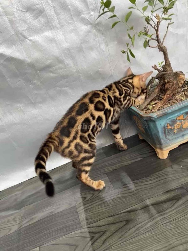 Mèo Bengal Nâu đỏ 4 tháng tuổi. Mua bán Mèo tại Quận 6 Tp Hồ Chí Minh được đăng bởi Nguyễn thiên thời hình 1