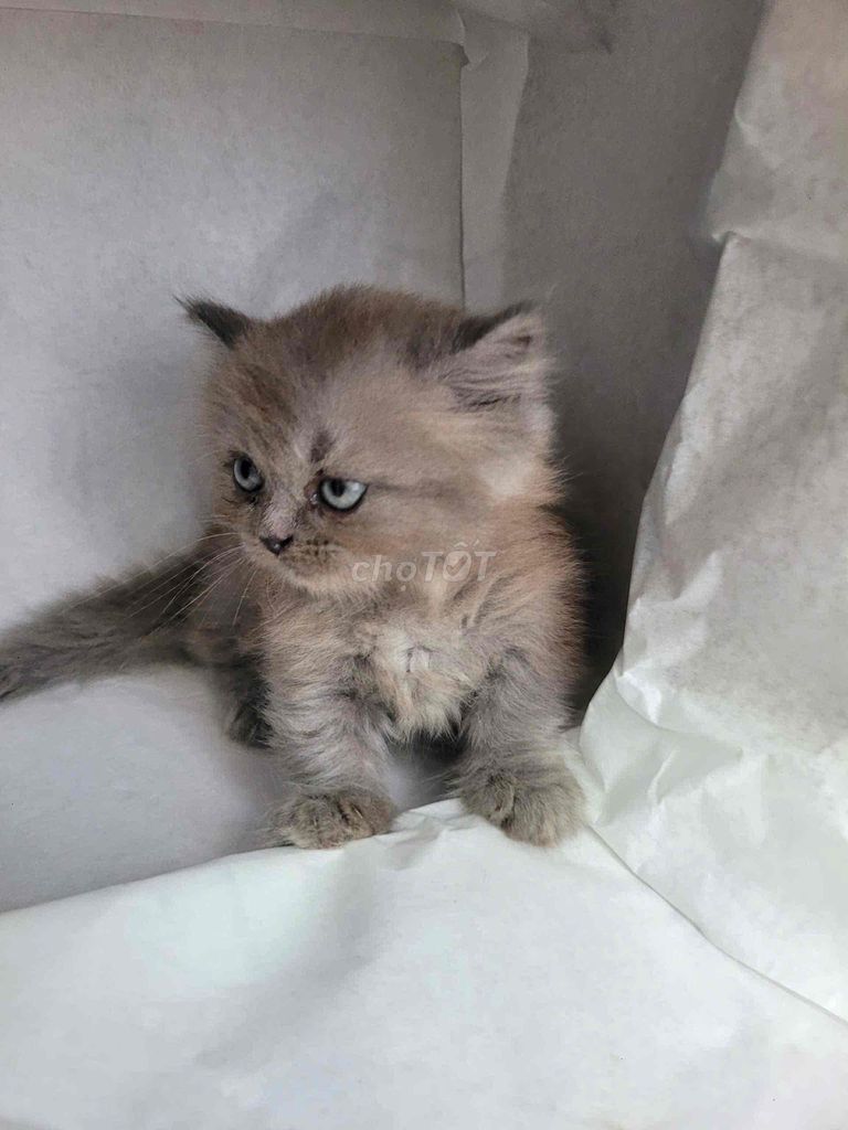 Munchkin tìm nhà mới. Mua bán Mèo tại Quận 7 Tp Hồ Chí Minh được đăng bởi Heidi Nguyen hình 6