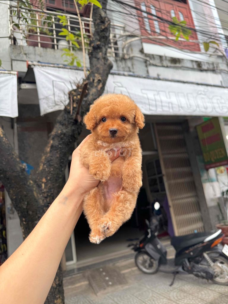 Chó Poodle Tiny sẵn tại 50 Phạm Như Xương. Mua bán Chó tại Quận Liên Chiểu Đà Nẵng được đăng bởi DC PETHOUSE hình 2