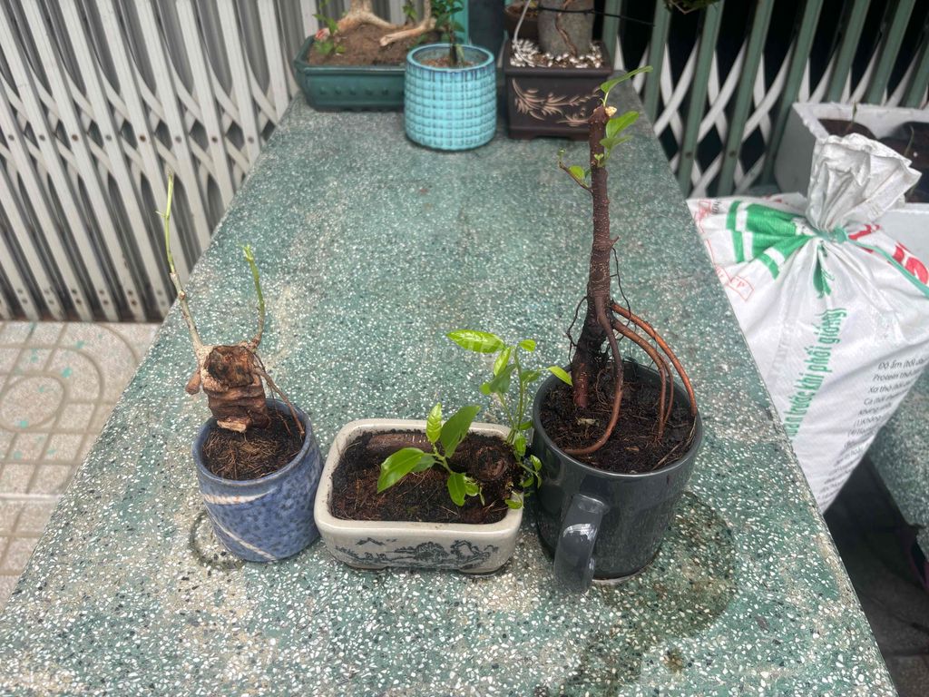 combo 3 phôi bonsai mini. Mua bán Cây cảnh, đồ trang trí tại Quận Bình Tân Tp Hồ Chí Minh được đăng bởi Thuận Phát hình 1