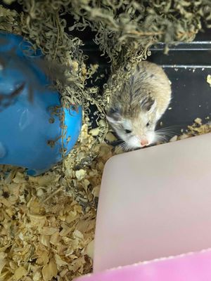 Hamster robo cái 2 tháng tuổi