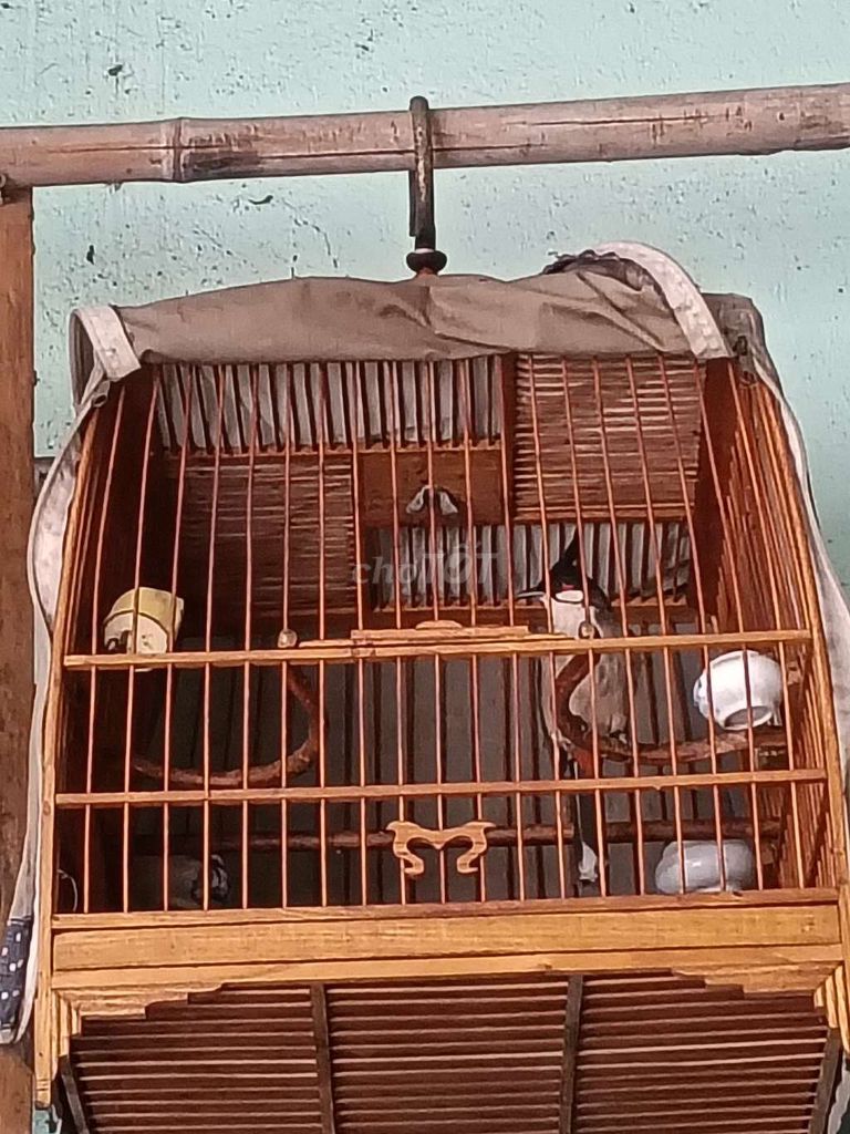 Chim chào mào Quảng Ngãi hơn 1 năm. Mua bán Chim tại Quận Tân Phú Tp Hồ Chí Minh được đăng bởi a ba hình 1