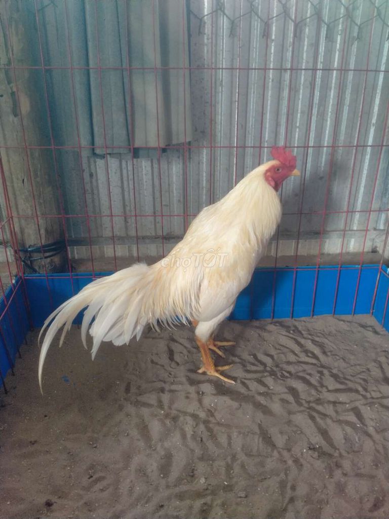 Úa Thái Mỹ 2kg9. Mua bán Gà tại Huyện Mỹ Tú Sóc Trăng được đăng bởi Mai Hoài Chương hình 1