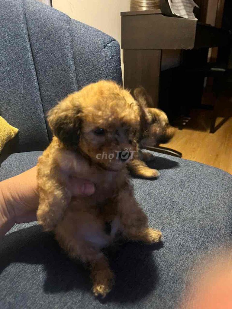 tìm nhà mới cho hai em poodle tiny tai to đẹp