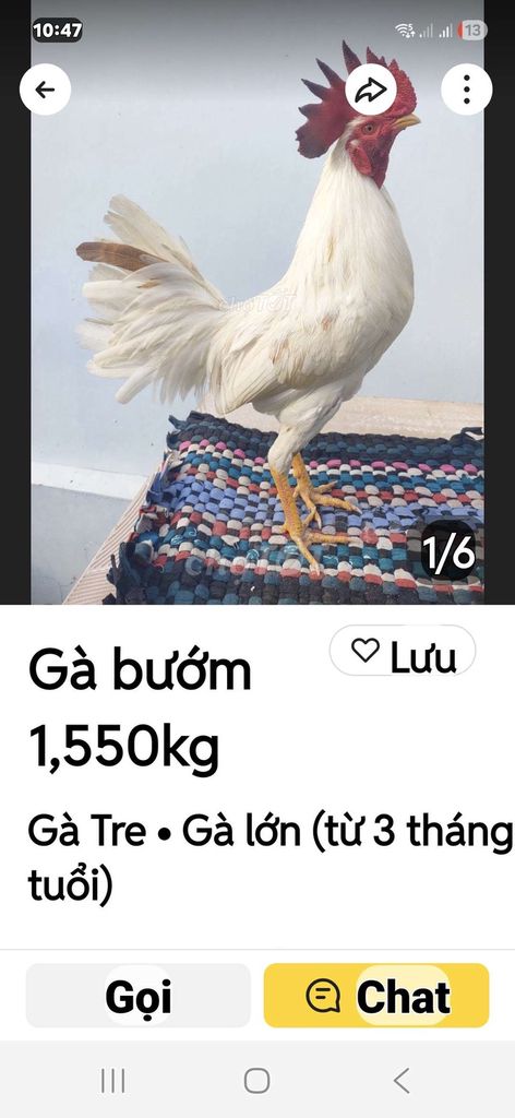 3 e gà vip như xì líp . Mua bán Gà tại Thành phố Tân An Long An được đăng bởi Nguyễn Khánh  hình 1