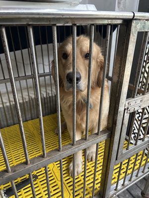 Đổi nhà ko còn đièu kiện nuôi Tìm chủ mới cho em. Mua bán Chó tại Quận Cẩm Lệ Đà Nẵng được đăng bởi Hoàng Hải