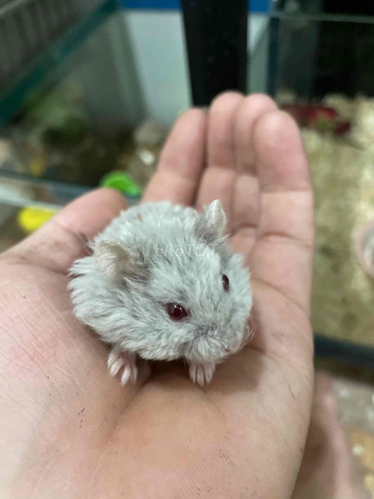 Chuột Hamster Xám trắng. Mua bán Thú cưng khác tại Quận Cẩm Lệ Đà Nẵng được đăng bởi Nơ Hamster Shop hình 1