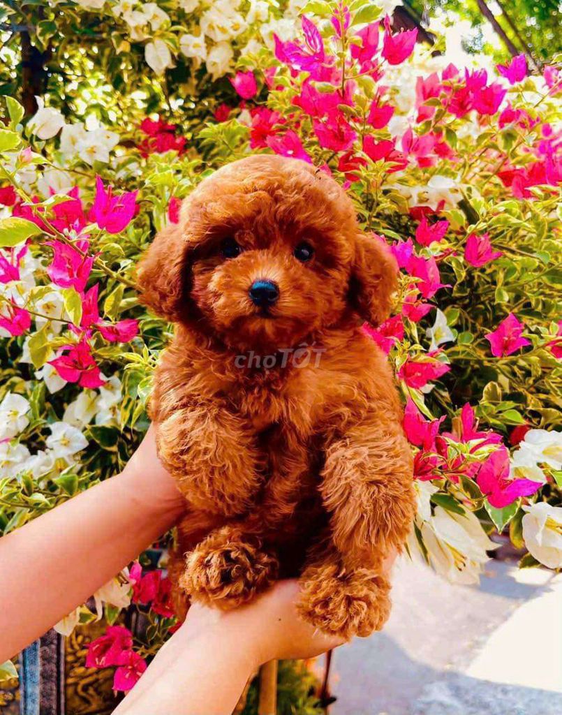 CHÓ Poodle nâu đỏ dễ thương g3