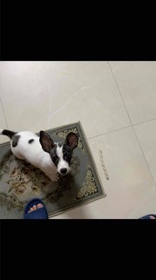 Chó lai đực 8 tháng trắng đốm đen
