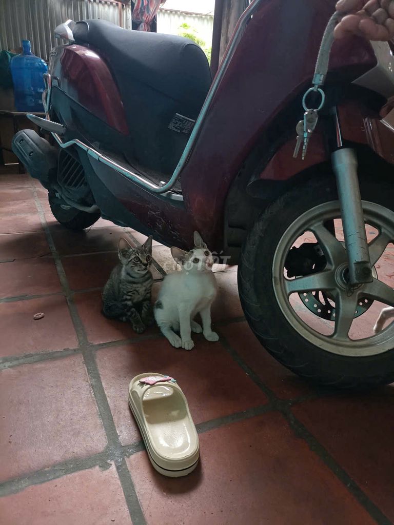 Mèo ta lai Anh lông ngắn 3 tháng. Mua bán Mèo tại Quận Cầu Giấy Hà Nội được đăng bởi Thùy Dương hình 1