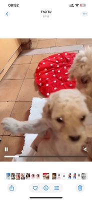 Chó podol đực vàng và kem sữa