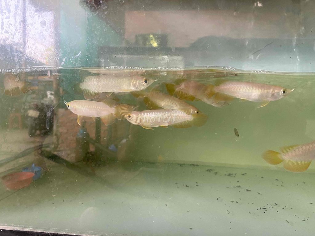 Cá rồng Vàng 24k 12cm. Mua bán Thú cưng khác tại Thành phố Biên Hòa Đồng Nai được đăng bởi Cá cảnh Văn Thành hình 1