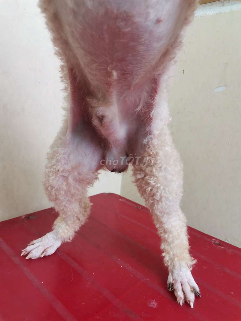 poodle bò xám đực trưởng thành