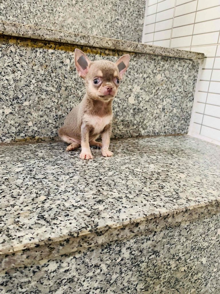 Chihuahua mini