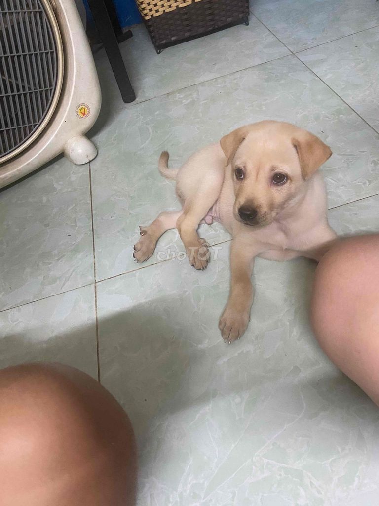 Chó cỏ lai golden tai cụp, lưỡi đốm, 6 móng có fix. Mua bán Chó tại Quận 8 Tp Hồ Chí Minh được đăng bởi Phương Trang hình 1