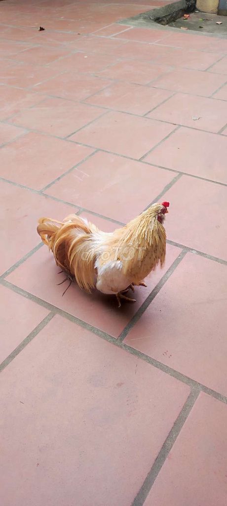Tre tân châu khét sữa cho ae đam mê