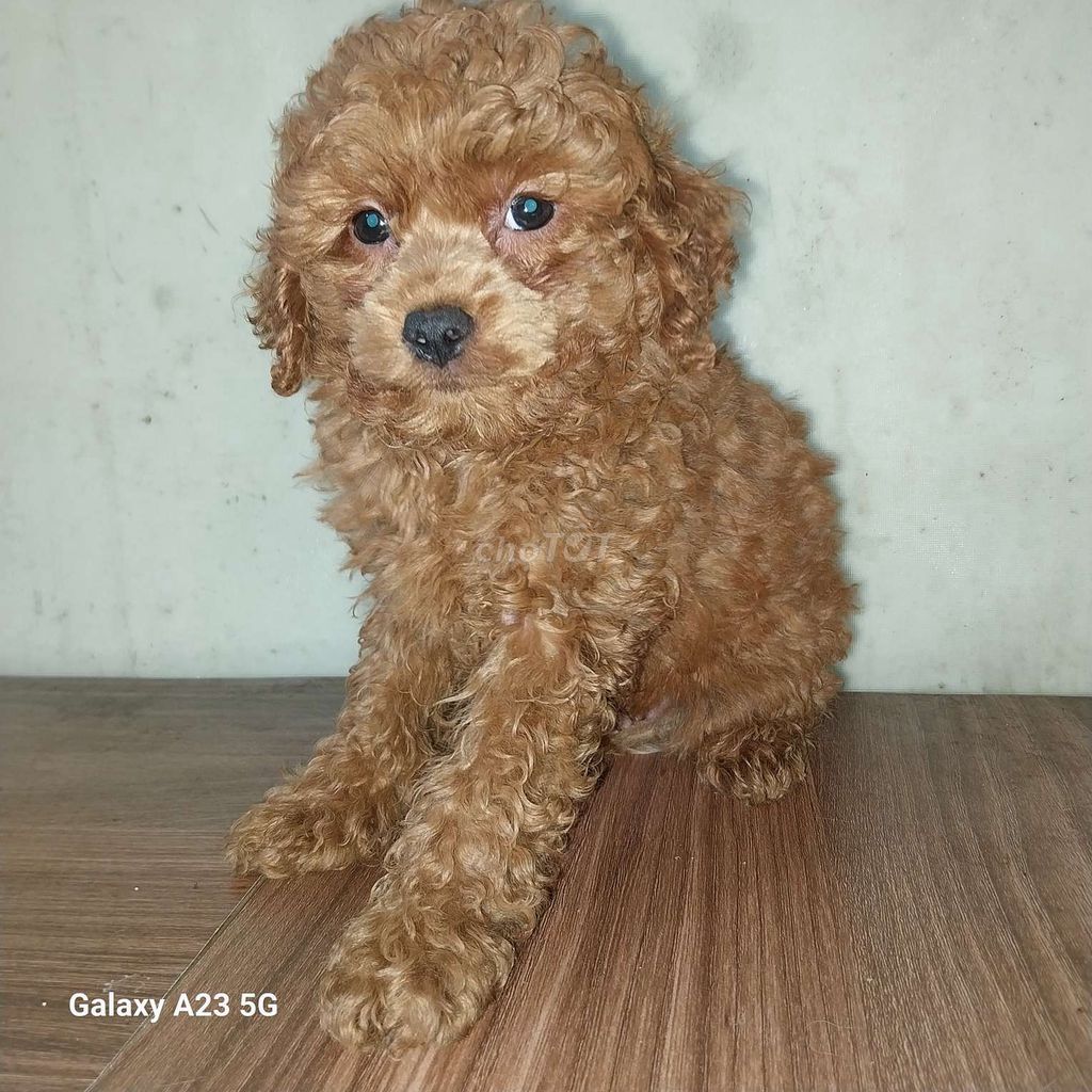 Nhà mình cún đẻ, còn 1 bé poodle nâu đỏ